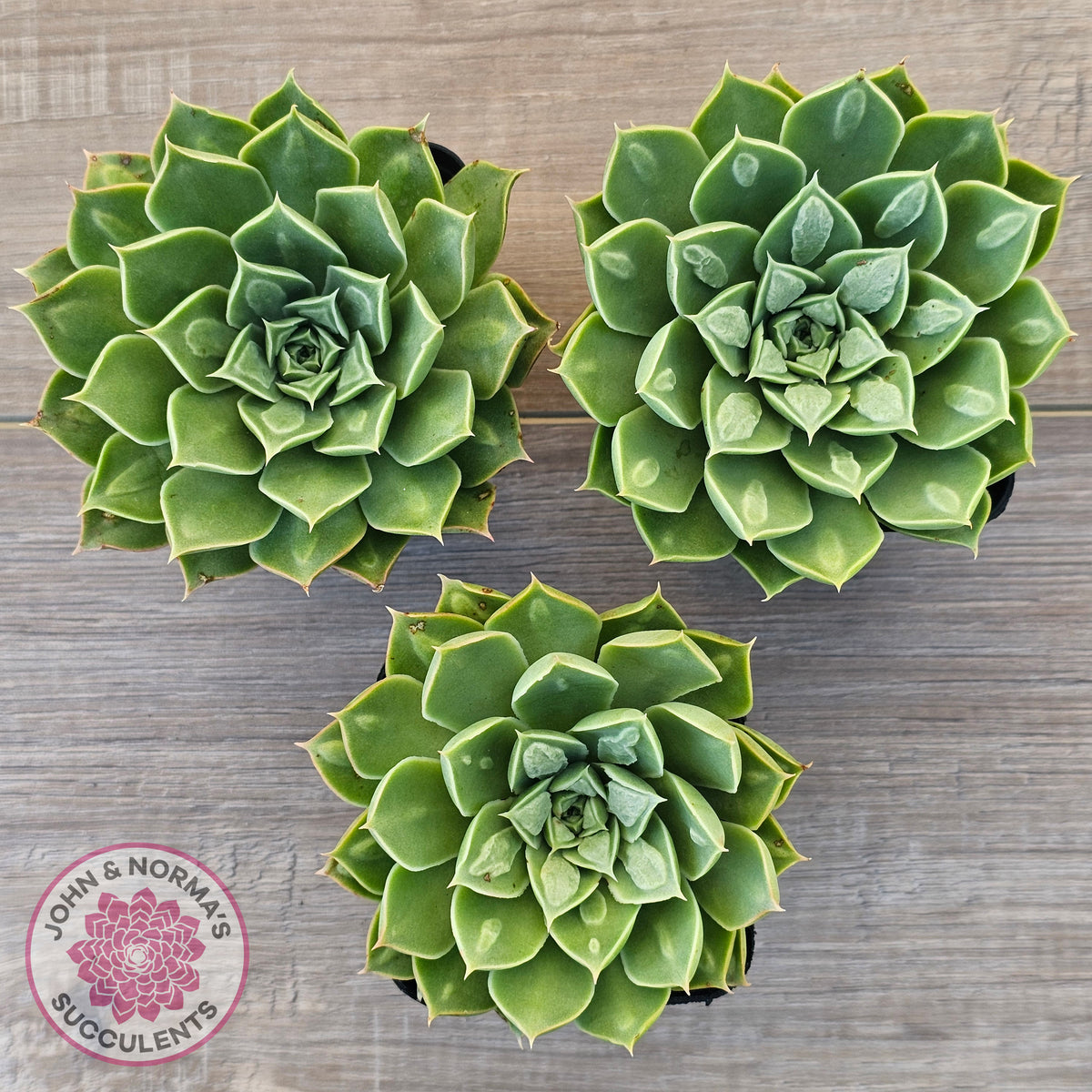 Echeveria 'Longisima' var. Bumps