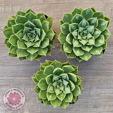 Load image into Gallery viewer, Echeveria 'Longisima' var. Bumps