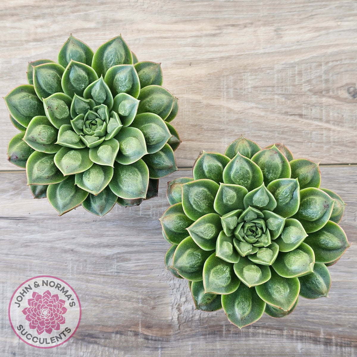 Echeveria 'Longisima' var. Bumps - Same Plants