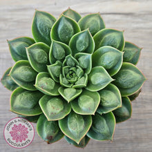 Load image into Gallery viewer, Echeveria 'Longisima' var. Bumps - Same Plants