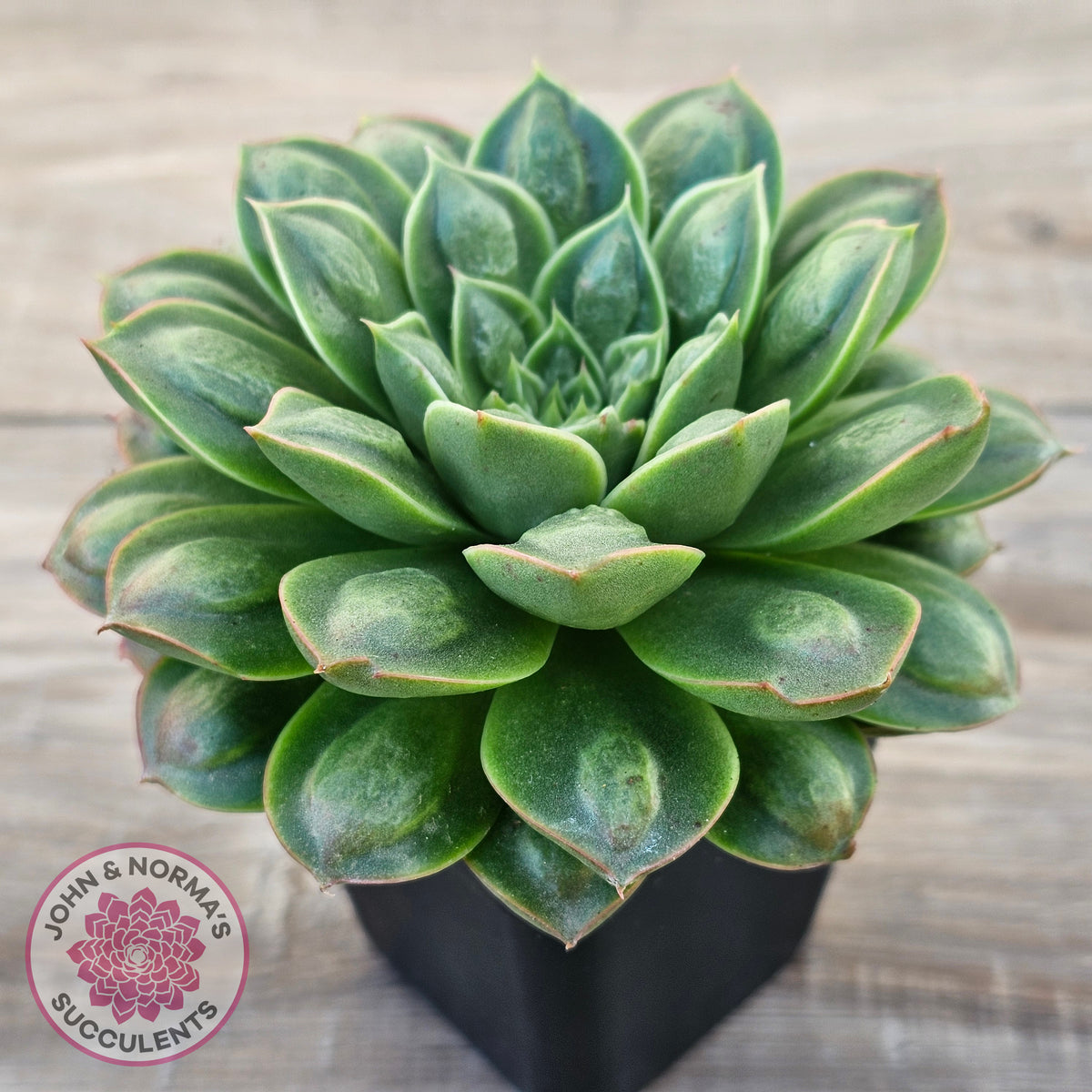 Echeveria 'Longisima' var. Bumps - Same Plants