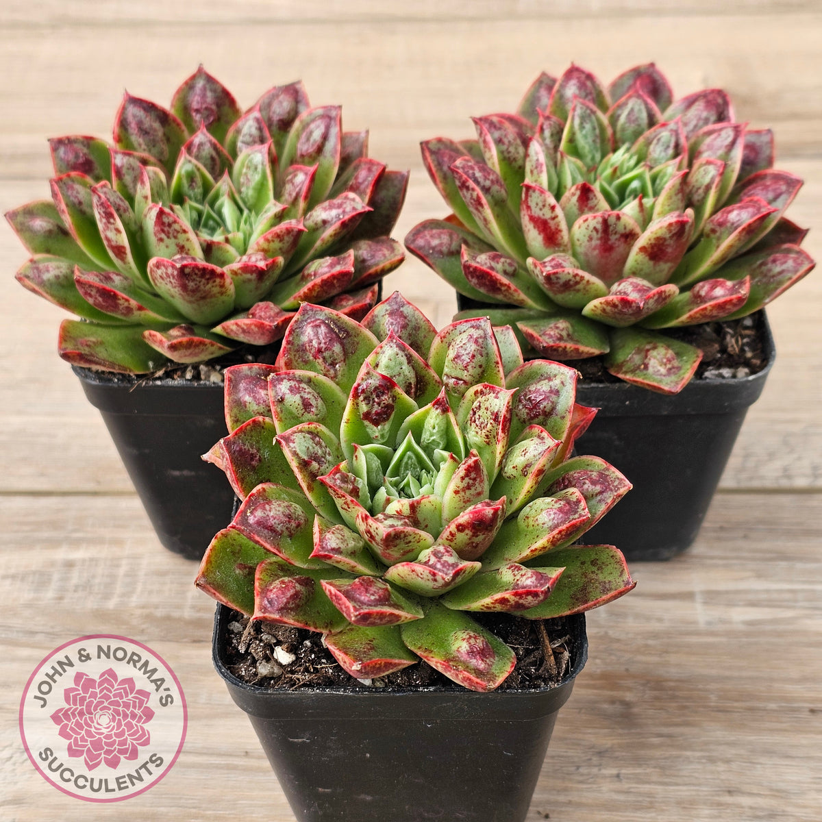 Echeveria Longissima x Raindrops
