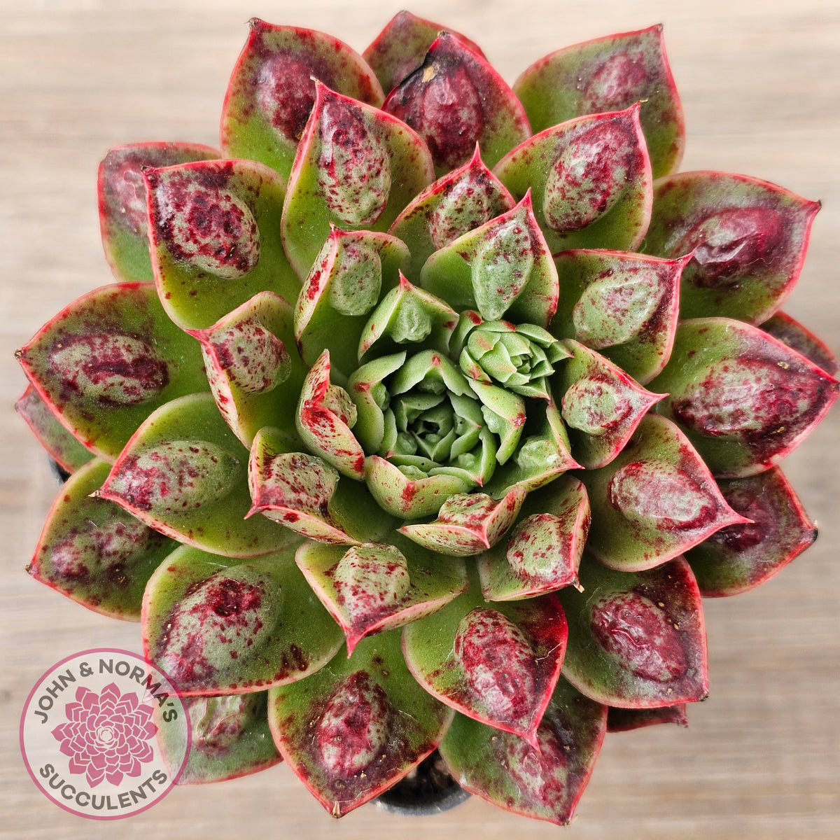 Echeveria Longissima x Raindrops