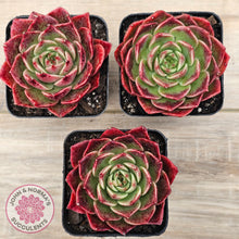 Load image into Gallery viewer, Echeveria 'Love Heart'