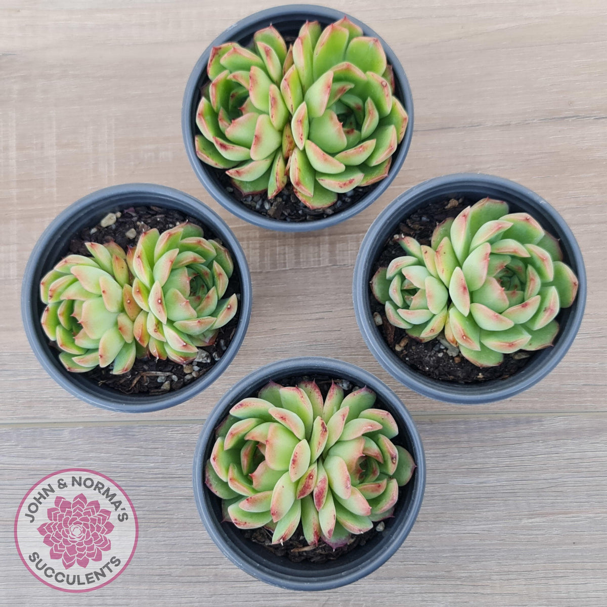 Echeveria 'Love Heart'