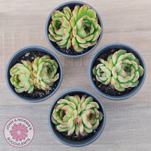 Load image into Gallery viewer, Echeveria 'Love Heart'