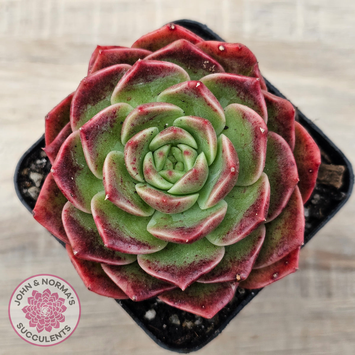 Echeveria 'Love Heart'