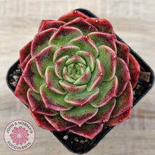 Load image into Gallery viewer, Echeveria 'Love Heart'
