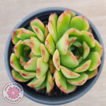 Load image into Gallery viewer, Echeveria 'Love Heart'