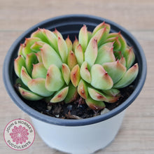 Load image into Gallery viewer, Echeveria 'Love Heart' - John & Norma's Succulents Australia