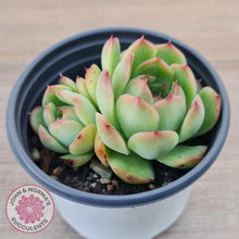 Load image into Gallery viewer, Echeveria 'Love Heart' - John & Norma's Succulents Australia