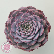 Load image into Gallery viewer, Echeveria 'Lovely Bear'