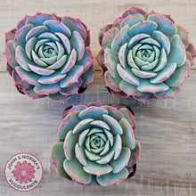 Load image into Gallery viewer, Echeveria 'Lovely Bear'
