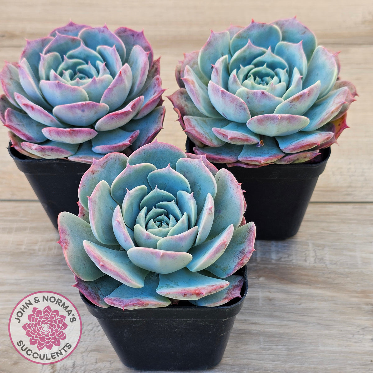 Echeveria 'Lovely Bear'