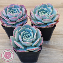 Load image into Gallery viewer, Echeveria 'Lovely Bear'