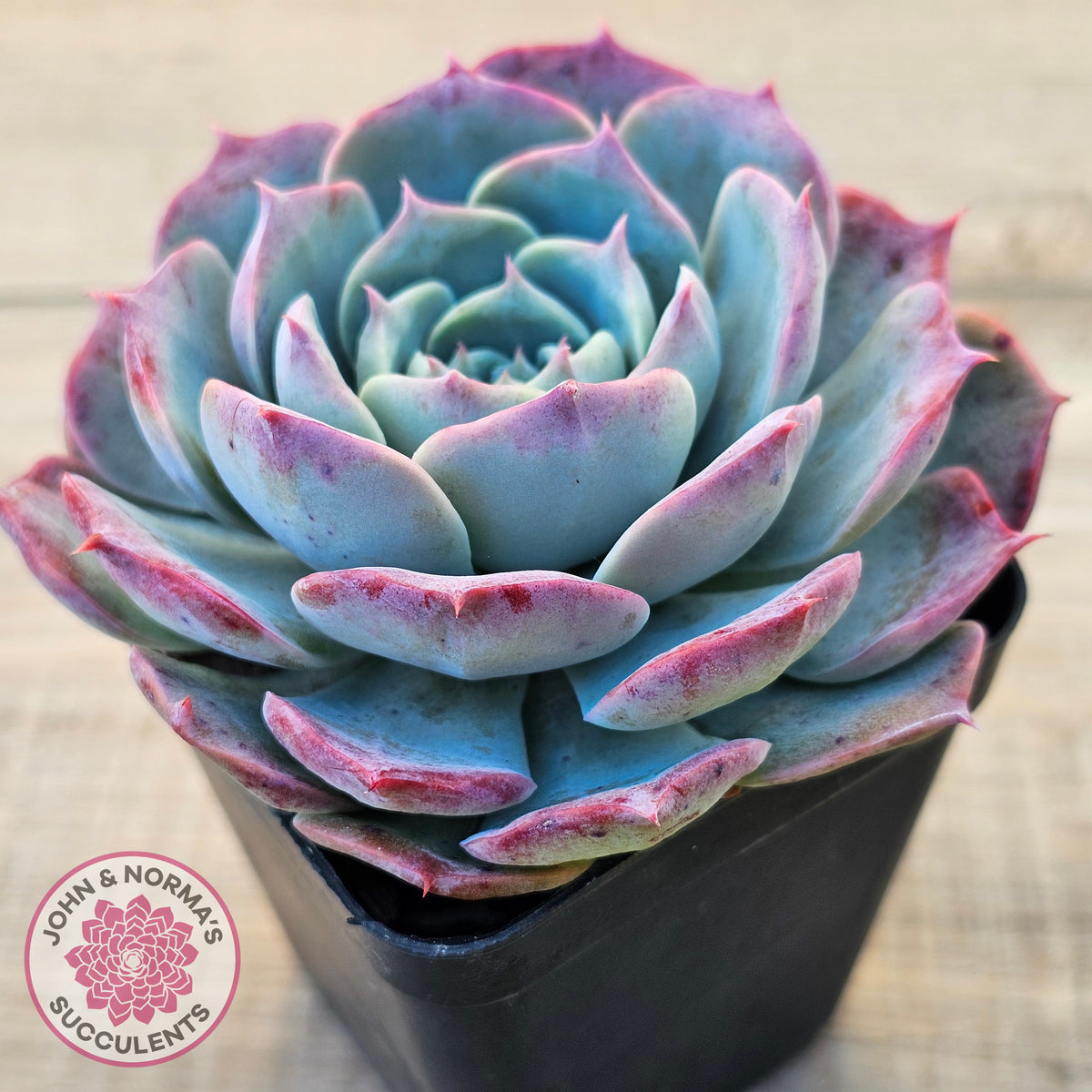 Echeveria 'Lovely Bear'