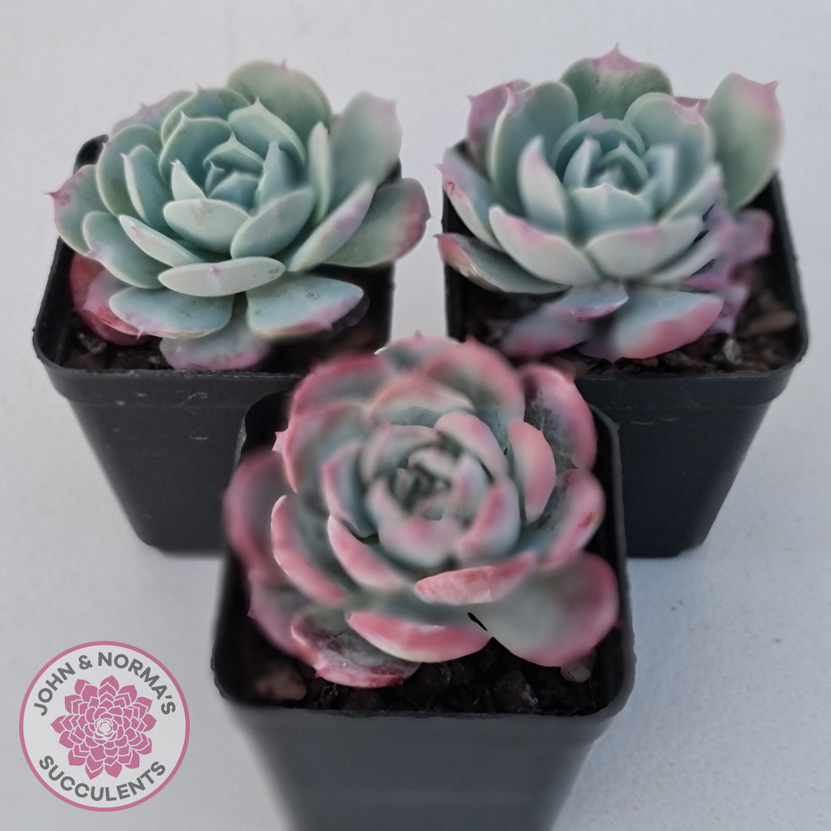 Echeveria 'Lovely Bear'