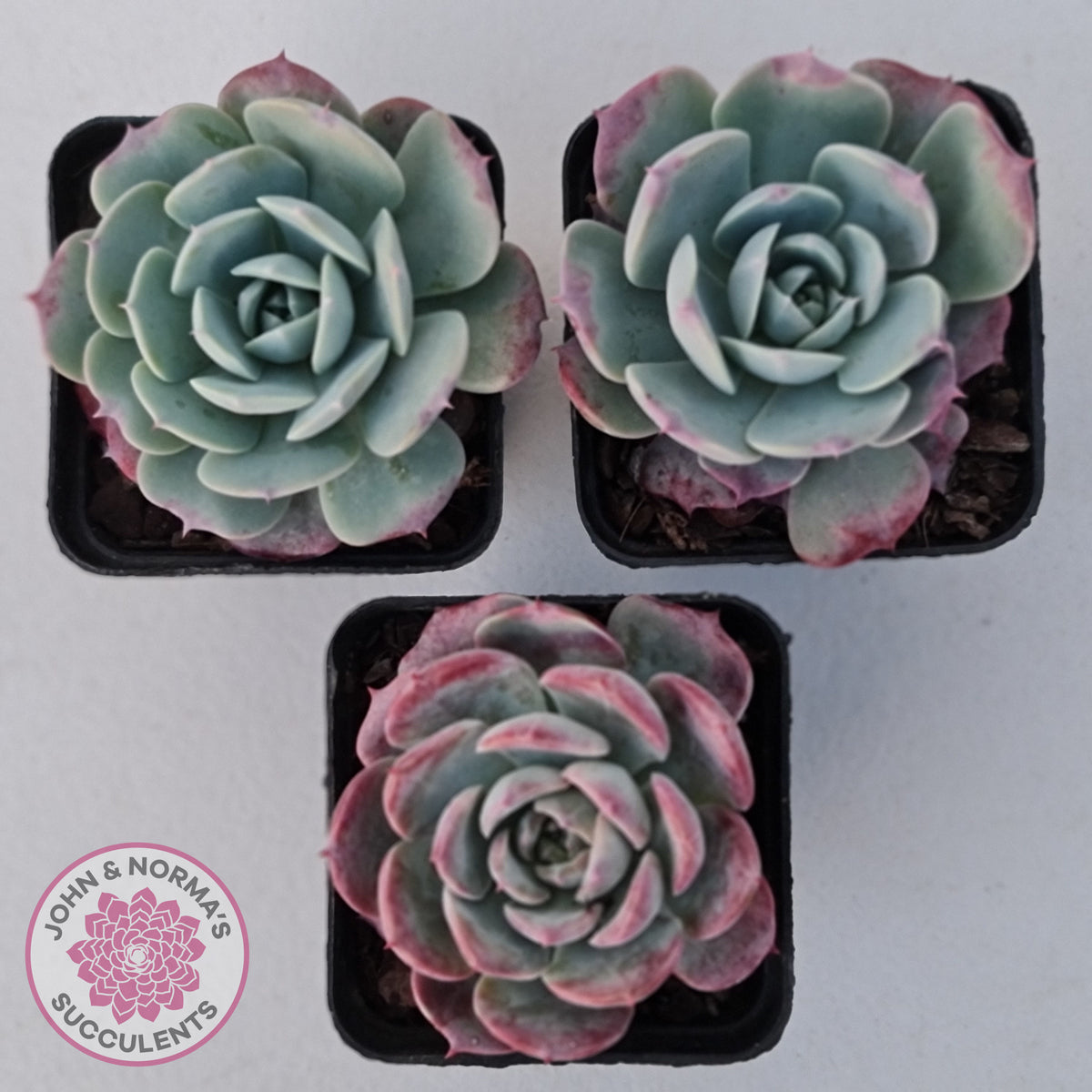 Echeveria 'Lovely Bear'