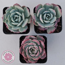 Load image into Gallery viewer, Echeveria 'Lovely Bear'