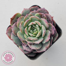 Load image into Gallery viewer, Echeveria 'Lovely Bear'