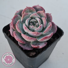 Load image into Gallery viewer, Echeveria 'Lovely Bear'