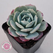 Load image into Gallery viewer, Echeveria 'Lovely Bear'