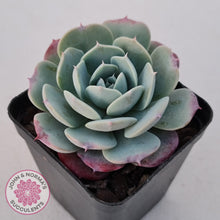 Load image into Gallery viewer, Echeveria 'Lovely Bear'