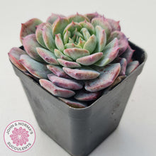 Load image into Gallery viewer, Echeveria 'Lovely Bear'