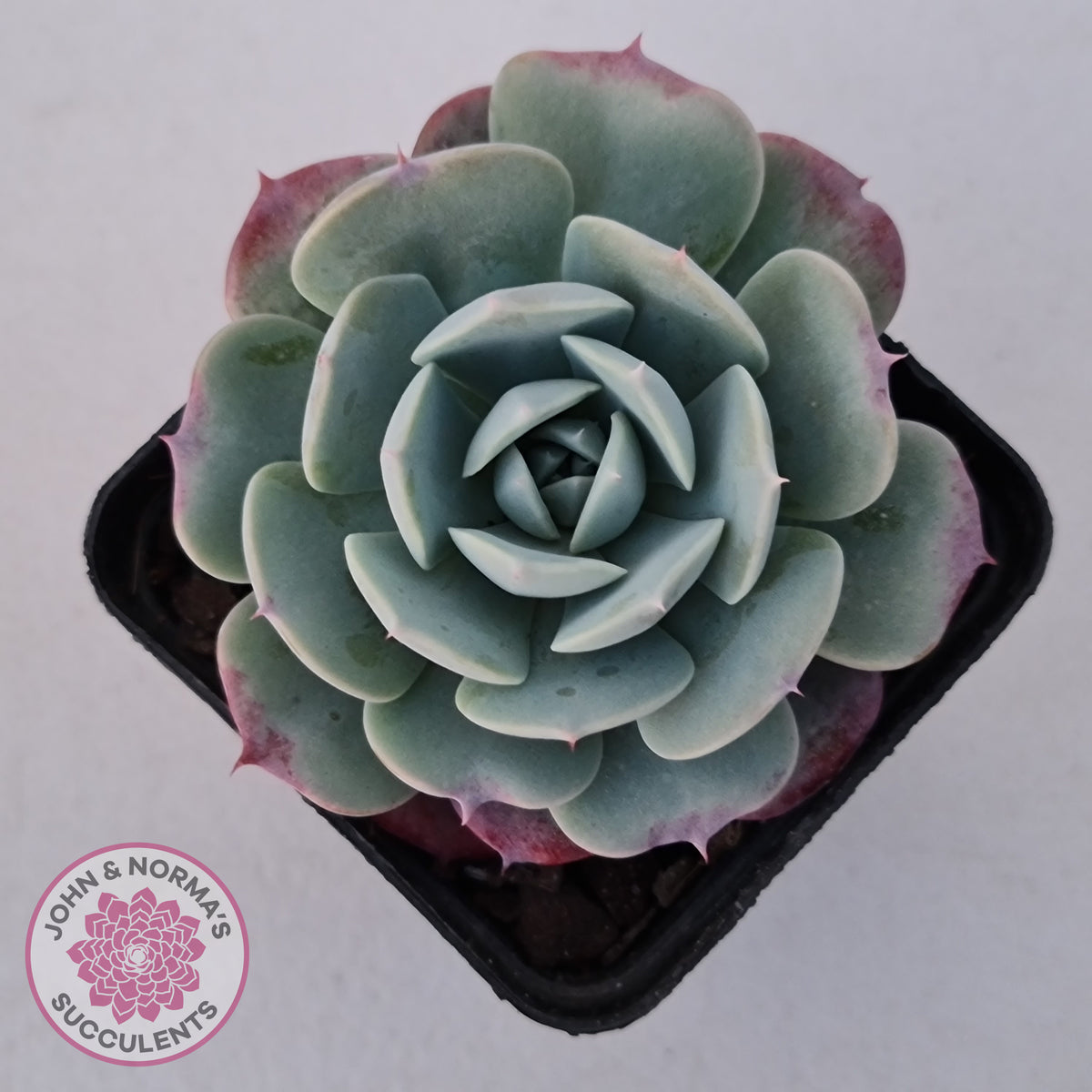 Echeveria 'Lovely Bear'