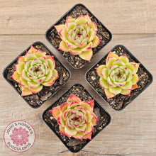 Load image into Gallery viewer, Echeveria 'Lovely Q'