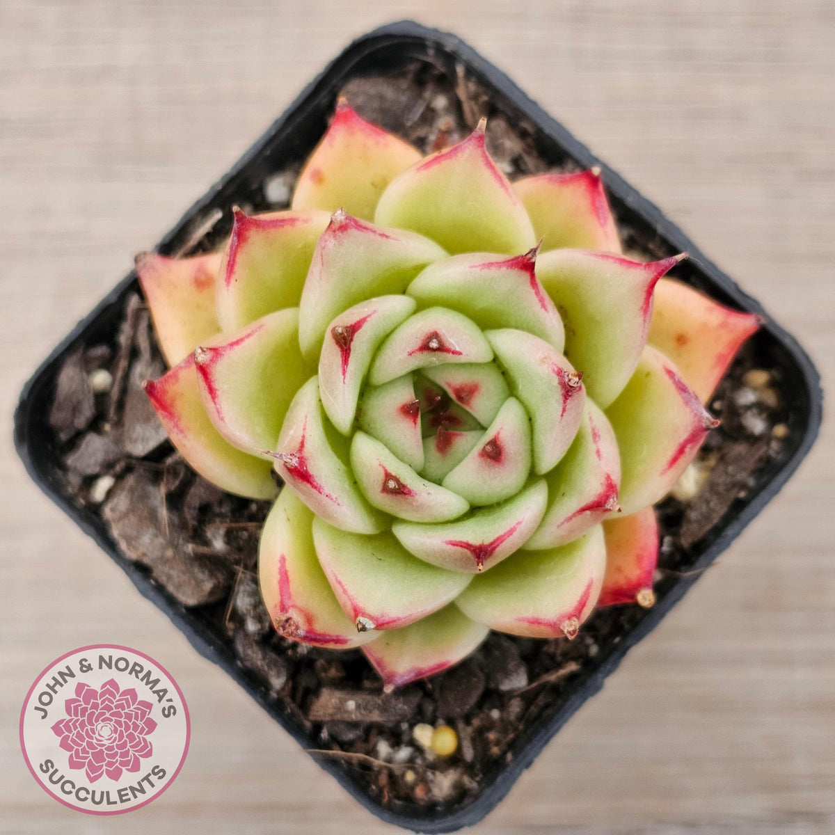 Echeveria 'Lovely Q'