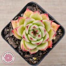 Load image into Gallery viewer, Echeveria 'Lovely Q'