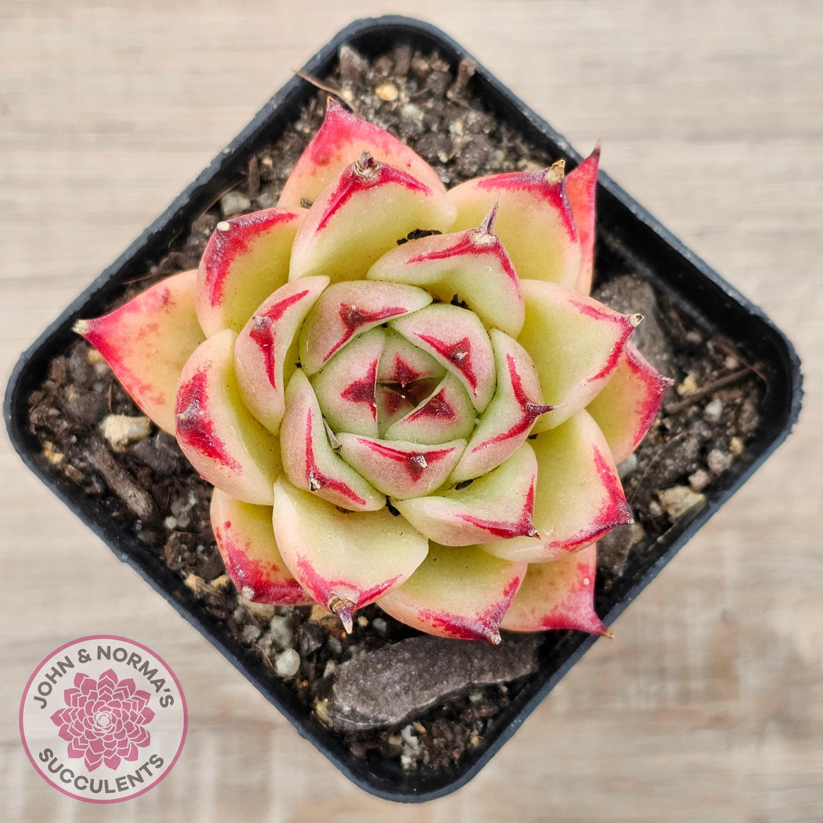 Echeveria 'Lovely Q'
