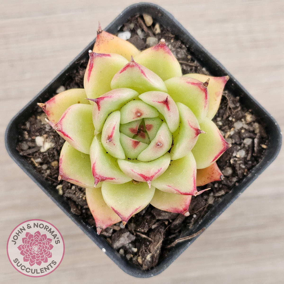 Echeveria 'Lovely Q'