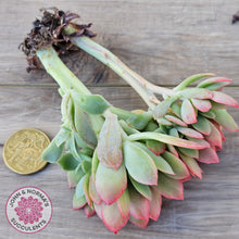 Load image into Gallery viewer, Echeveria 'Low' Crest Cuttings