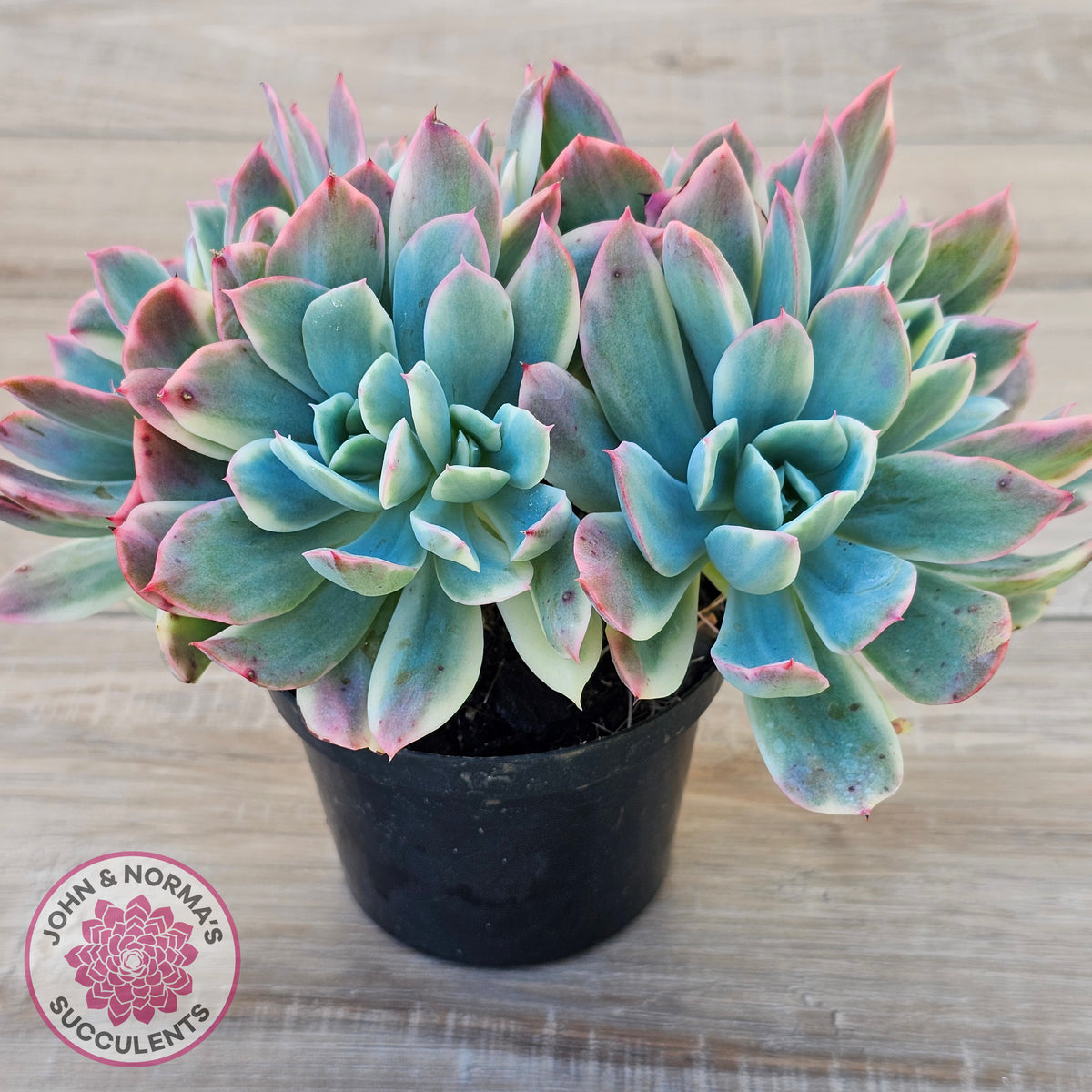 Echeveria 'Luella' Variegated Crest