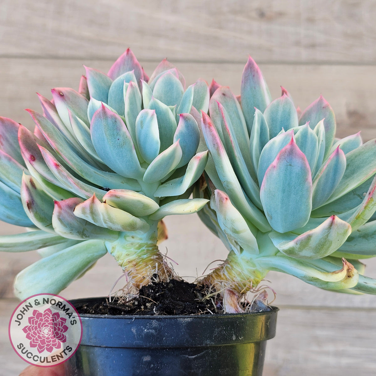 Echeveria 'Luella' Variegated Crest