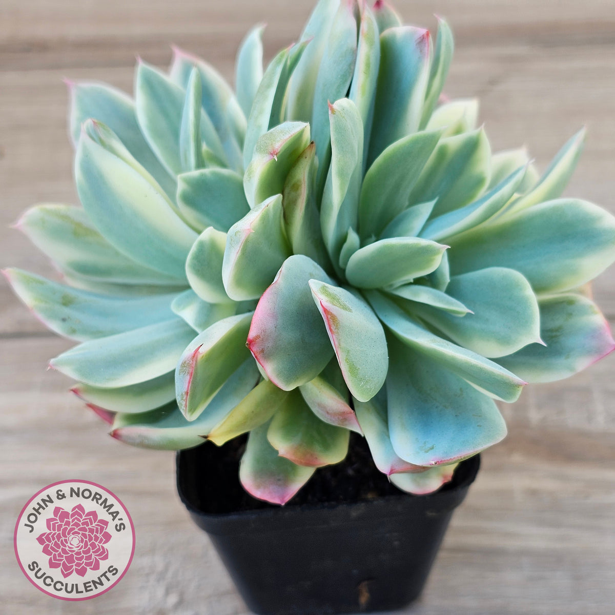 Echeveria 'Luella' Variegated Crest