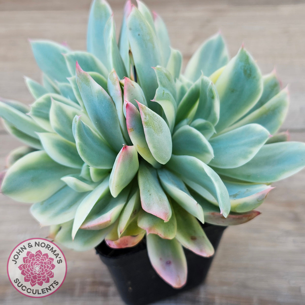 Echeveria 'Luella' Variegated Crest