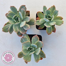 Load image into Gallery viewer, Echeveria 'Luella' Variegated - John & Norma's Succulents Australia