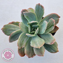 Load image into Gallery viewer, Echeveria 'Luella' Variegated - John & Norma's Succulents Australia