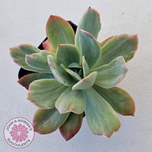 Load image into Gallery viewer, Echeveria 'Luella' Variegated - John & Norma's Succulents Australia