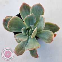 Load image into Gallery viewer, Echeveria 'Luella' Variegated - John & Norma's Succulents Australia