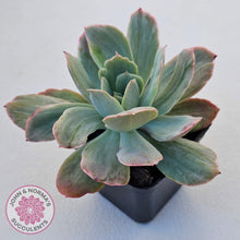Load image into Gallery viewer, Echeveria 'Luella' Variegated - John & Norma's Succulents Australia