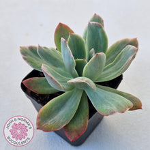 Load image into Gallery viewer, Echeveria 'Luella' Variegated - John & Norma's Succulents Australia