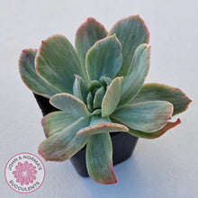 Load image into Gallery viewer, Echeveria 'Luella' Variegated - John & Norma's Succulents Australia