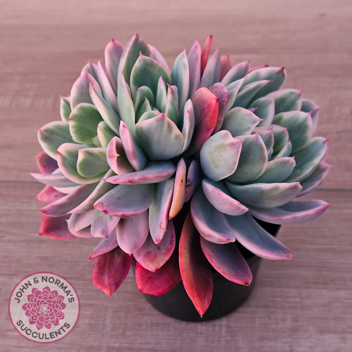 Echeveria 'Luella' Variegated Crest