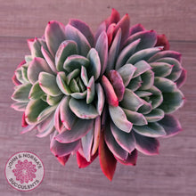 Load image into Gallery viewer, Echeveria 'Luella' Variegated Crest