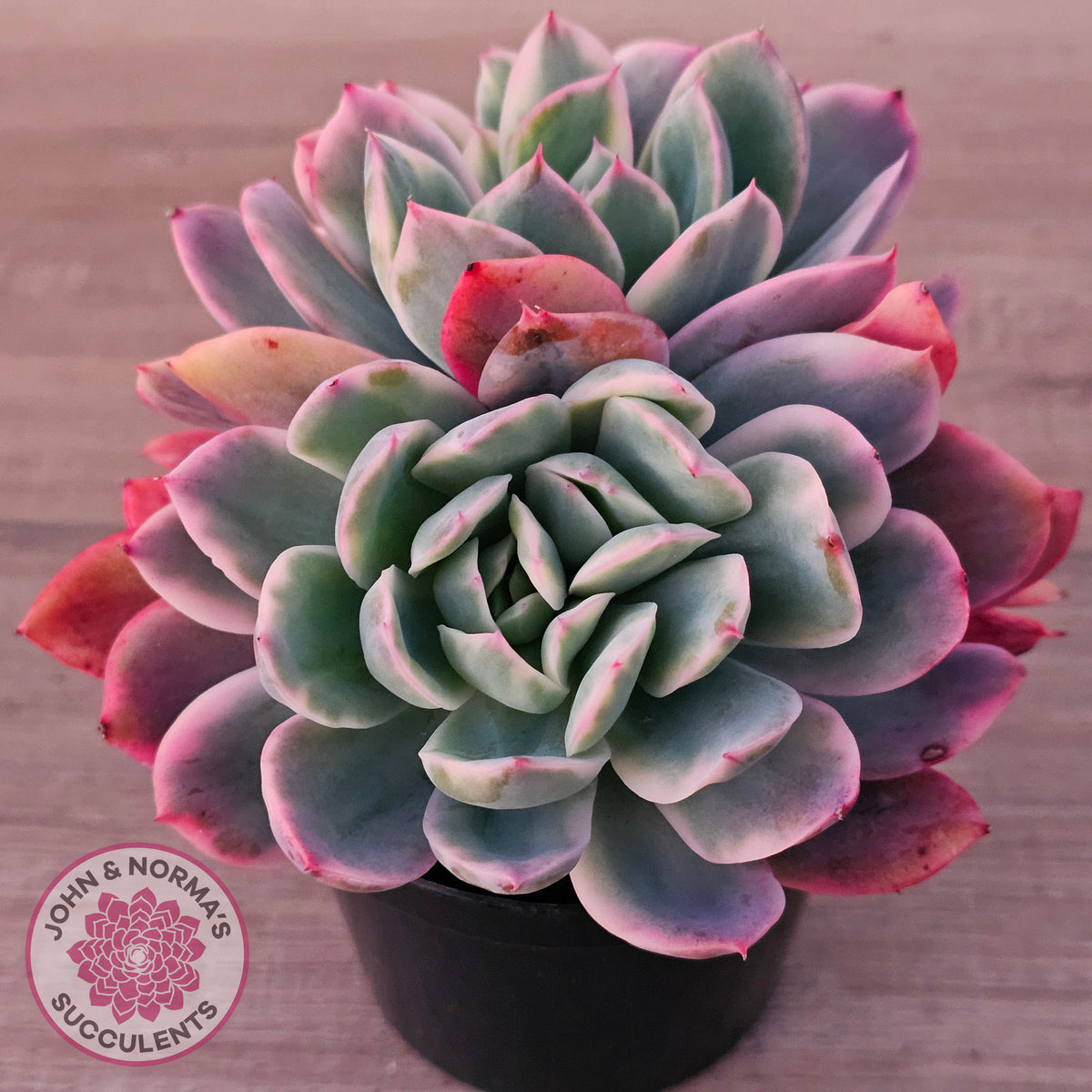 Echeveria 'Luella' Variegated Crest