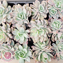 Load image into Gallery viewer, Echeveria 'Luella' Variegated β Cutting